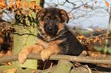 BERGER ALLEMAND 591